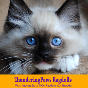 Washington State T.I.C.A. Ragdolls Cat Breeder