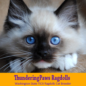Washington State T.I.C.A. Ragdolls Cat Breeder Washington State T.I.C.A. Ragdolls Cat Breeder
