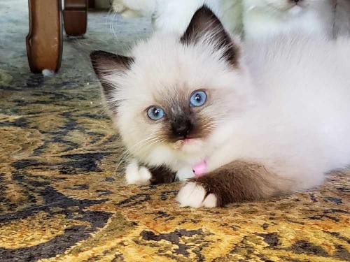 Seal Point Mitted