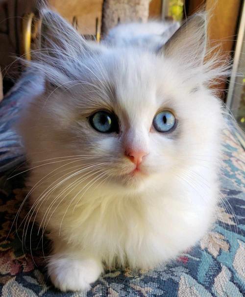 Gallery - Ragdolls Breeder