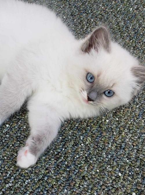 Seal Point Mitted